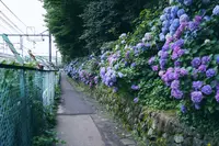 飛鳥山公園の写真・動画_image_342049