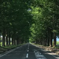 メタセコイア並木の写真・動画_image_342541