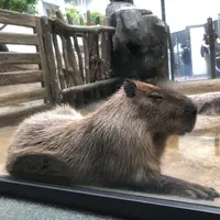アクア・トトぎふの写真・動画_image_342841