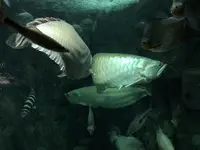 アクア・トトぎふの写真・動画_image_342842