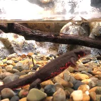 アクア・トトぎふの写真・動画_image_342843