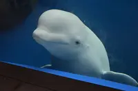 上越市立水族博物館 うみがたり（旧：上越市立水族博物館）の写真・動画_image_342888