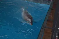 上越市立水族博物館 うみがたり（旧：上越市立水族博物館）の写真・動画_image_342890