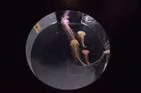 上越市立水族博物館 うみがたり（旧：上越市立水族博物館）の写真・動画_image_342893