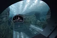 上越市立水族博物館 うみがたり（旧：上越市立水族博物館）の写真・動画_image_342894