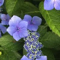 あじさい公園の写真・動画_image_343076