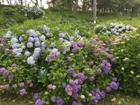 あじさい公園の写真・動画_image_343077
