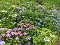 あじさい公園の写真・動画_image_343078