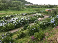 あじさい公園の写真・動画_image_343079