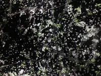 【閉業】森ビルデジタルアートミュージアム：エプソン チームラボボーダレス（MORI Building Digital Art Museum: EPSON teamLab Borderless）の写真・動画_image_343330