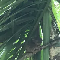 フィリピン ボホール島の写真・動画_image_343668