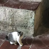 フィリピン ボホール島の写真・動画_image_343669