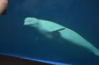上越市立水族博物館 うみがたり（旧：上越市立水族博物館）の写真・動画_image_344353