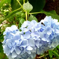 明月院（あじさい寺）の写真・動画_image_344827