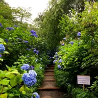 明月院（あじさい寺）の写真・動画_image_344834