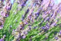 佐倉ラベンダーランドの写真・動画_image_345252