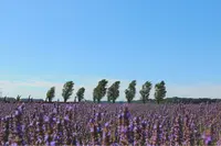 佐倉ラベンダーランドの写真・動画_image_345253