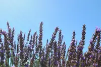 佐倉ラベンダーランドの写真・動画_image_345254