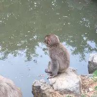 嵐山モンキーパークいわたやまの写真・動画_image_348003