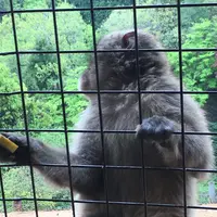 嵐山モンキーパークいわたやまの写真・動画_image_348005