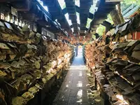 川越氷川神社 本殿の写真・動画_image_348493