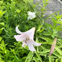 白馬五竜高山植物園の写真・動画_image_348992