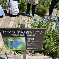 白馬五竜高山植物園の写真・動画_image_349004