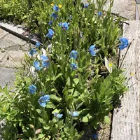 白馬五竜高山植物園の写真・動画_image_349009