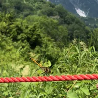 白馬五竜高山植物園の写真・動画_image_349016