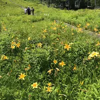 白馬五竜高山植物園の写真・動画_image_349024