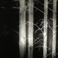 【閉業】森ビルデジタルアートミュージアム：エプソン チームラボボーダレス（MORI Building Digital Art Museum: EPSON teamLab Borderless）の写真・動画_image_403962