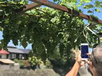 宮川朝市の写真・動画_image_406332