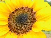 世羅高原農場の写真・動画_image_409615