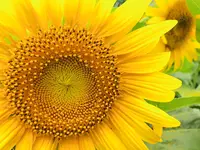 世羅高原農場の写真・動画_image_409617