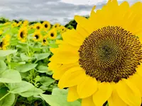 世羅高原農場の写真・動画_image_409618