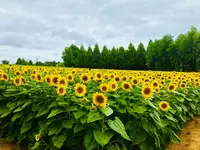 世羅高原農場の写真・動画_image_409619
