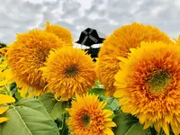 世羅高原農場の写真・動画_image_409620