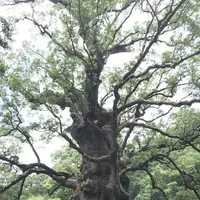 蒲生の大クス(国特別天然記念物）の写真・動画_image_410162
