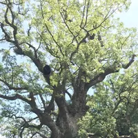 蒲生の大クス(国特別天然記念物）の写真・動画_image_410163