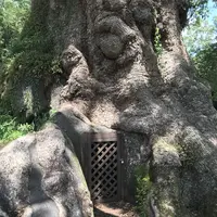蒲生の大クス(国特別天然記念物）の写真・動画_image_410164