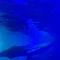 のとじま水族館　の写真・動画_image_411752