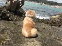 守谷海水浴場の写真・動画_image_411992