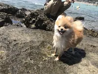 守谷海水浴場の写真・動画_image_411993