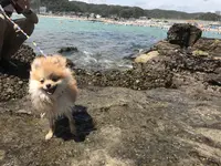 守谷海水浴場の写真・動画_image_411994