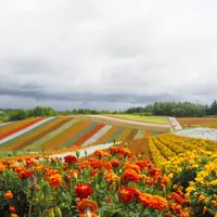 四季彩の丘の写真・動画_image_412793
