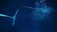 しまね海洋館アクアスの写真・動画_image_416383