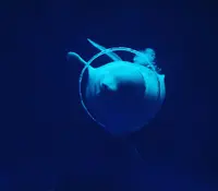 しまね海洋館アクアスの写真・動画_image_416387