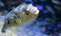 しまね海洋館アクアスの写真・動画_image_416389