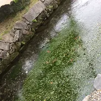 醒井の梅花藻の写真・動画_image_418703