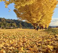 中川村渡場のいちょう並木の写真・動画_image_425327